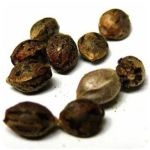 Семена марихуаны АК-47  (Seeds AK-47) в Отрадном